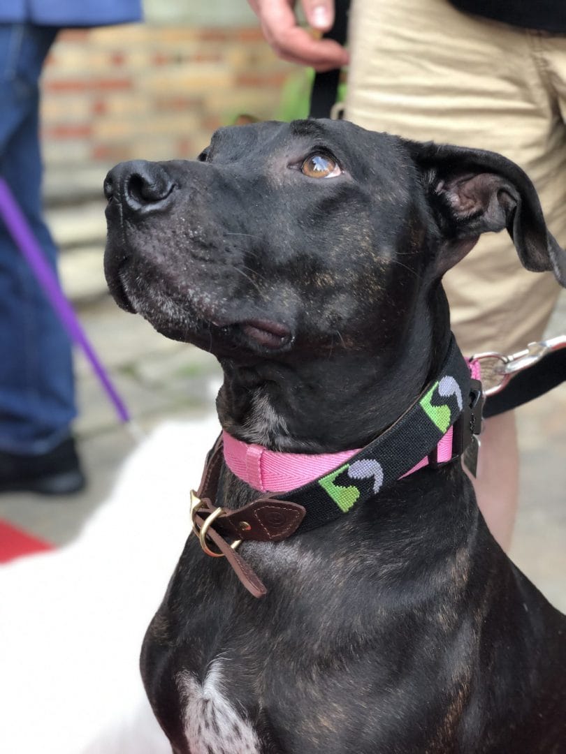 A Barking Good Time Dataspeed